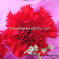 All Varieties Of Top Quality Mixed Red Carnation Seeds for Growing